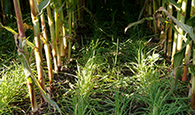 How to benefit from your catch crops in maize